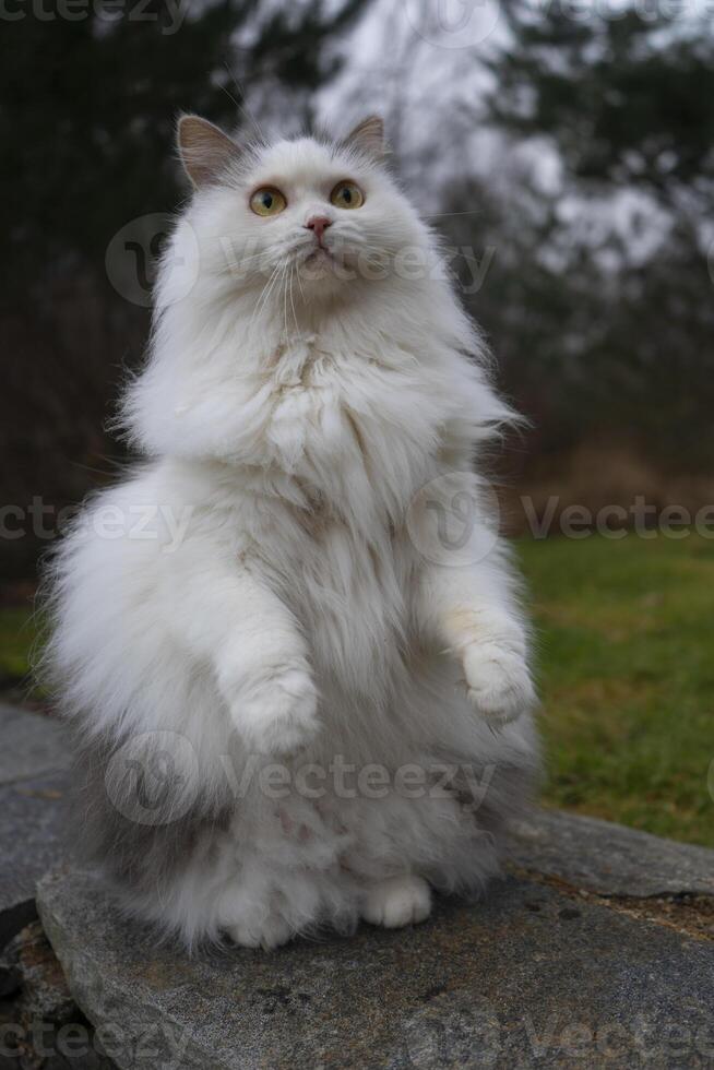 un mullido blanco gato en pie en sus posterior piernas foto