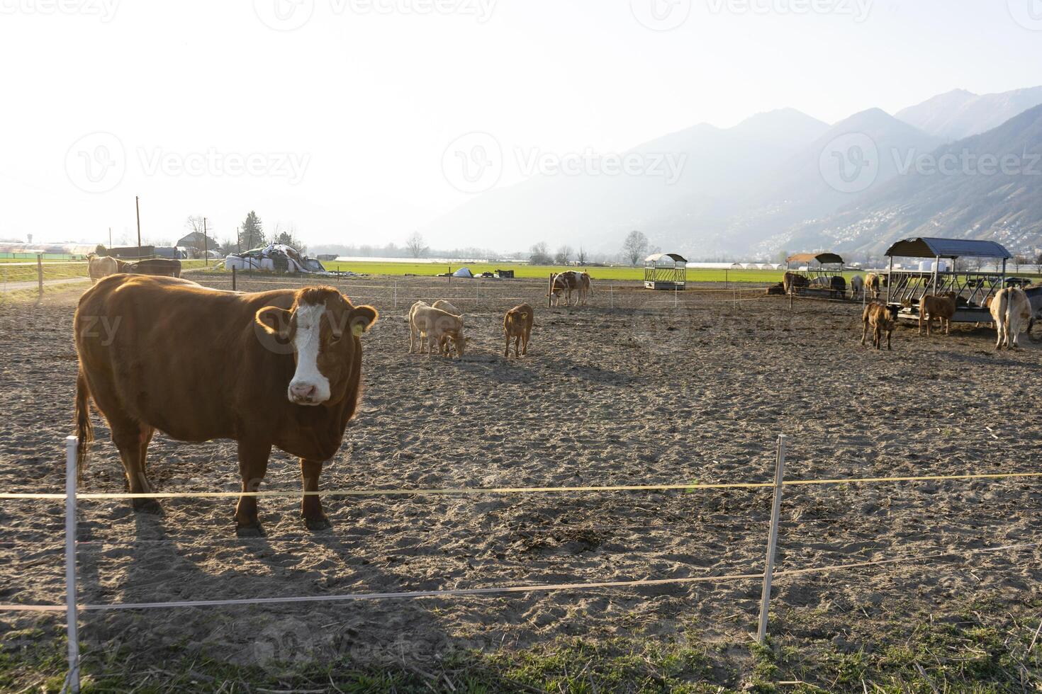 a cow is standing in a pen photo