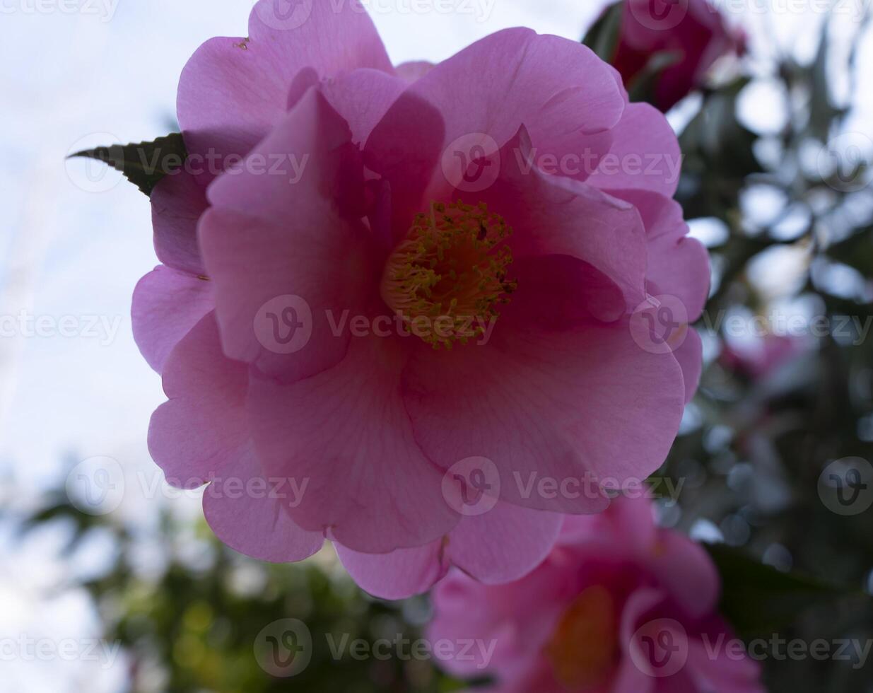 a pink flower with yellow center photo