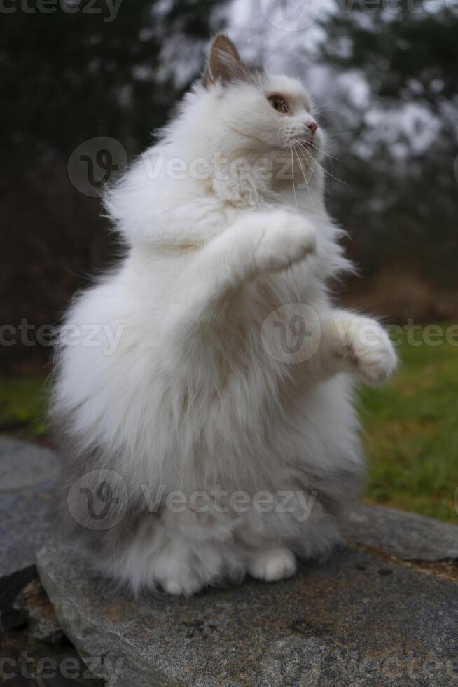 a fluffy white cat sitting on a rock photo