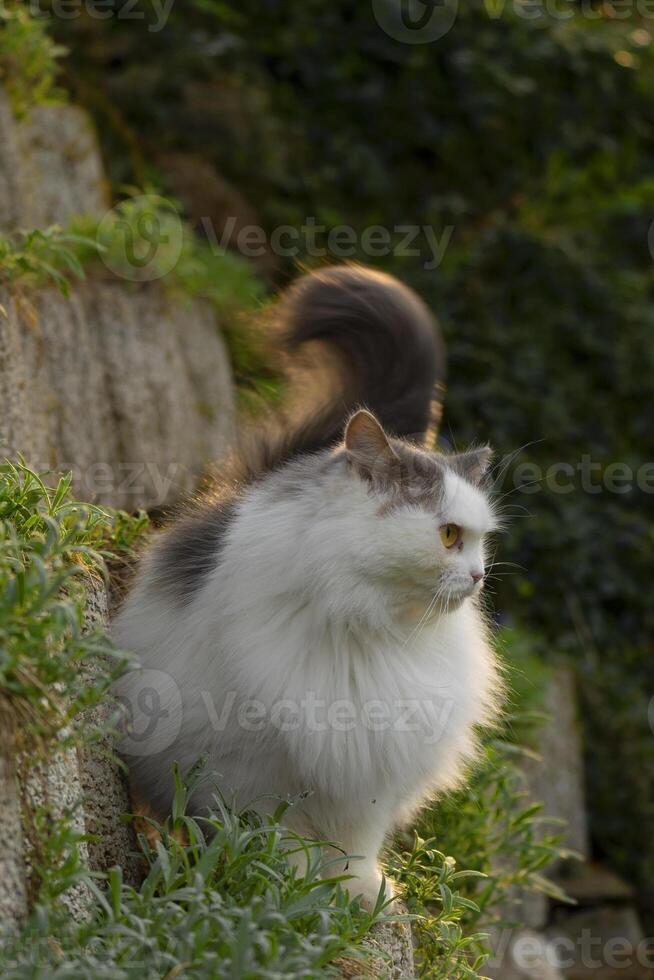 a cat sitting on a rock wall photo