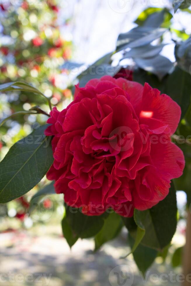 a red flower with green leaves photo