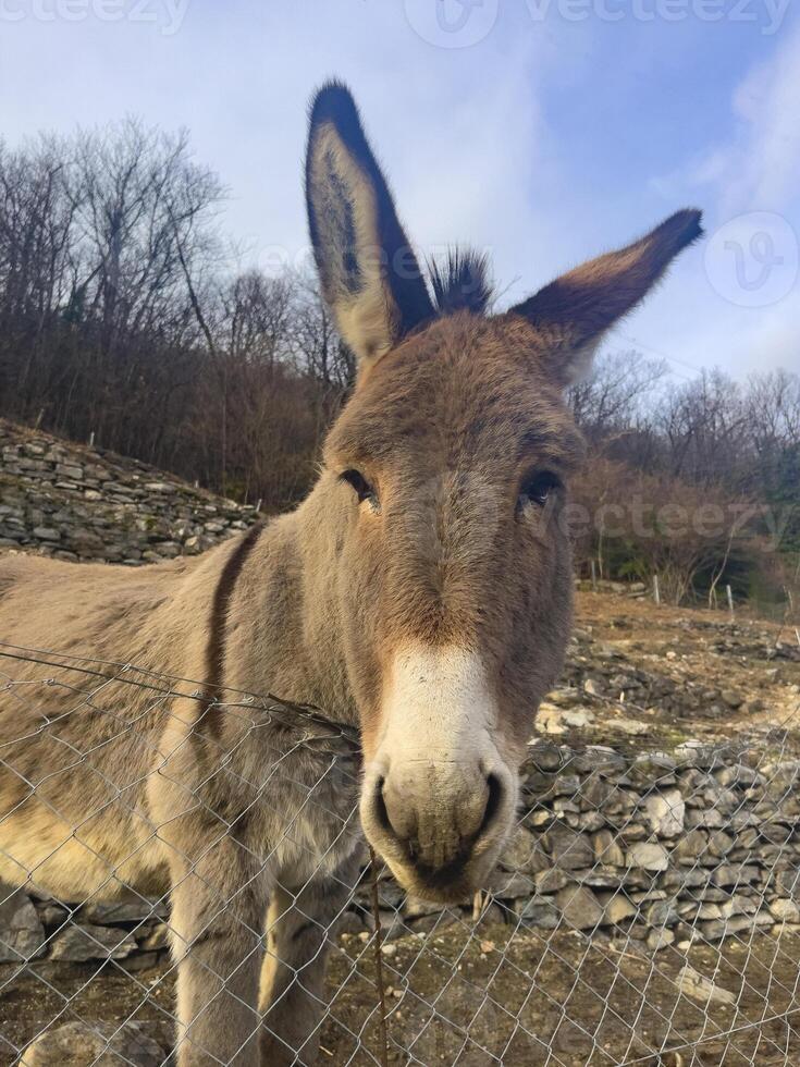 a donkey is standing behind a fence photo