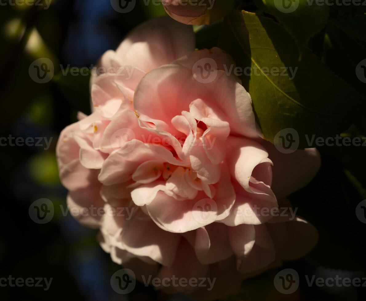 a pink flower is shown in the sun photo