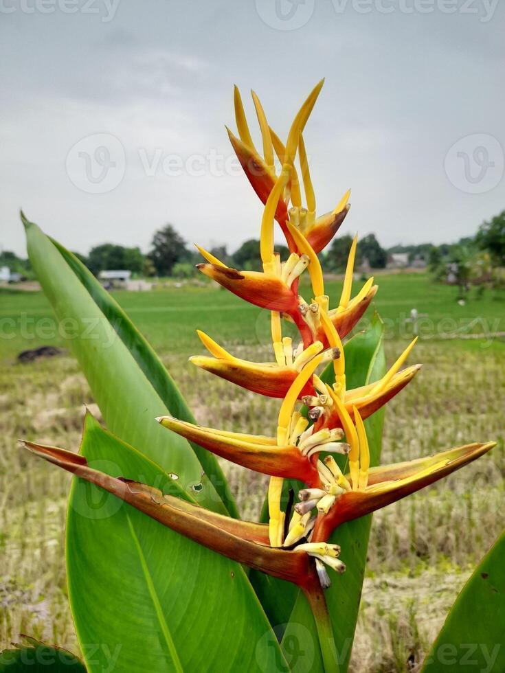 heliconia psitácoro es un especies de floración ornamental planta nativo a el caribe y sur America. foto