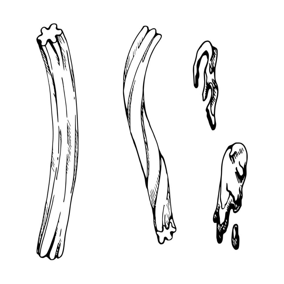 Hand drawn ink vector illustration, sweet pastry dessert churros in