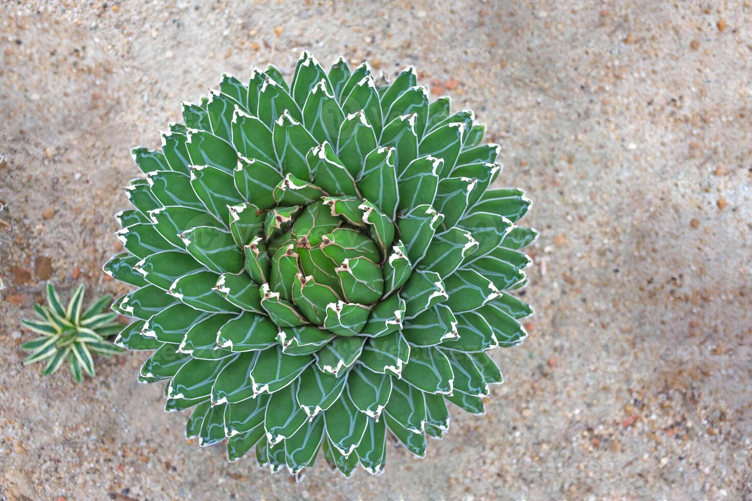 Agave victoria reginae. photo