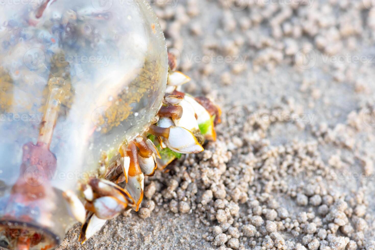 Lepas anatifera lot attached to the bulb that is left on the sand. photo