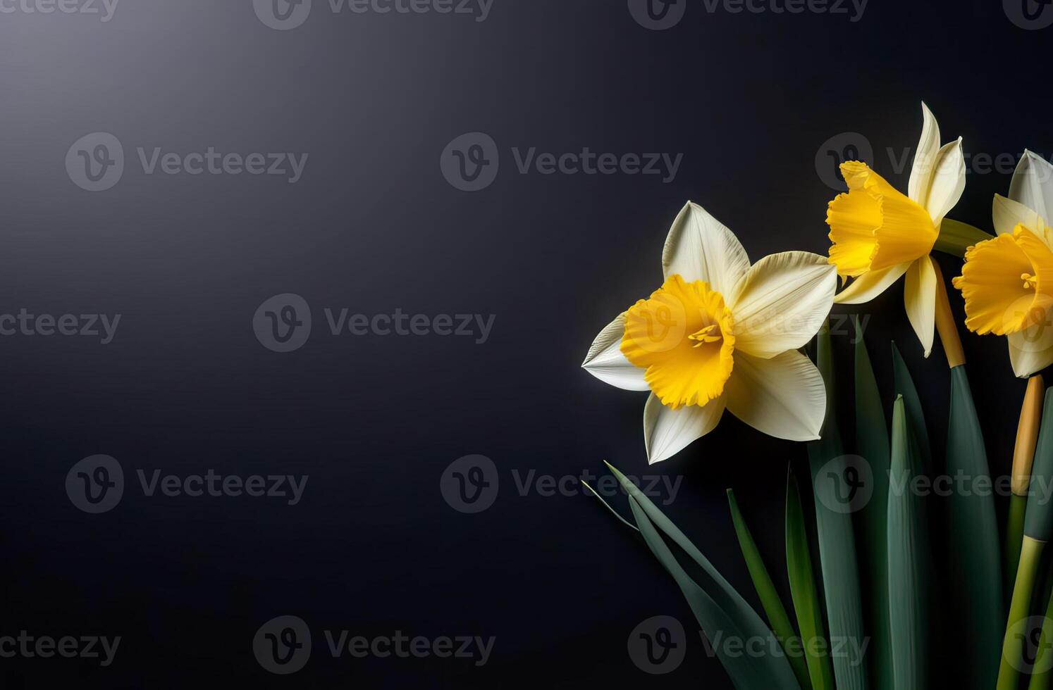 AI Generated Black background with yellow and white daffodils, free space for writing text photo