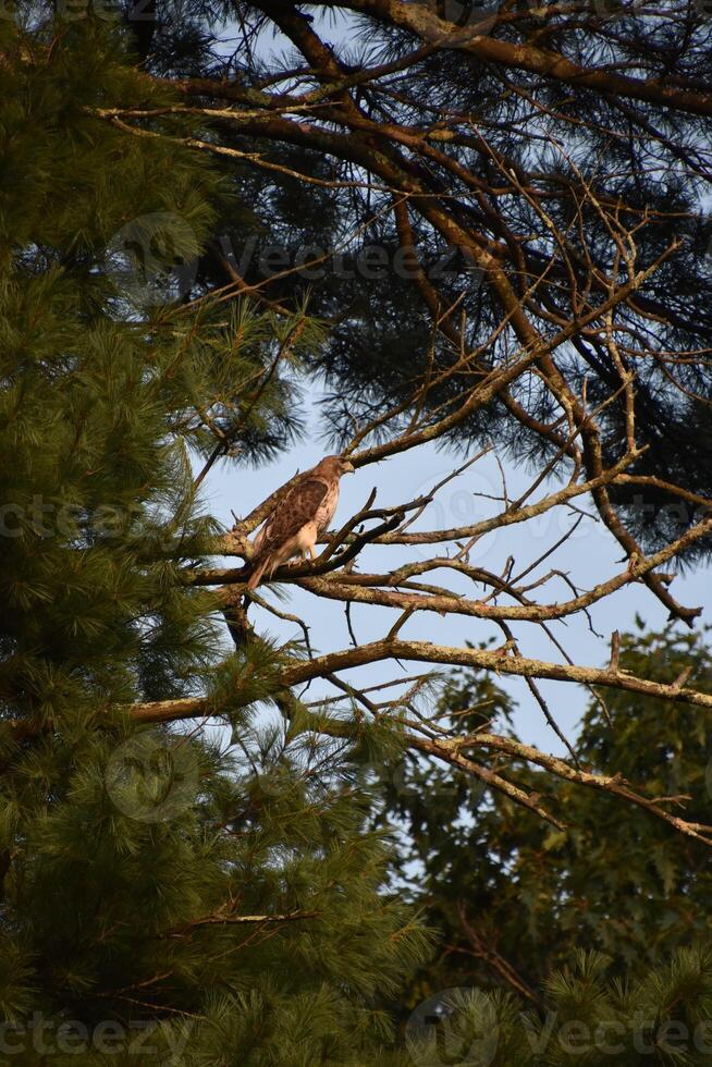 Falcon Surrounded by Pine Boughs in the Summer photo