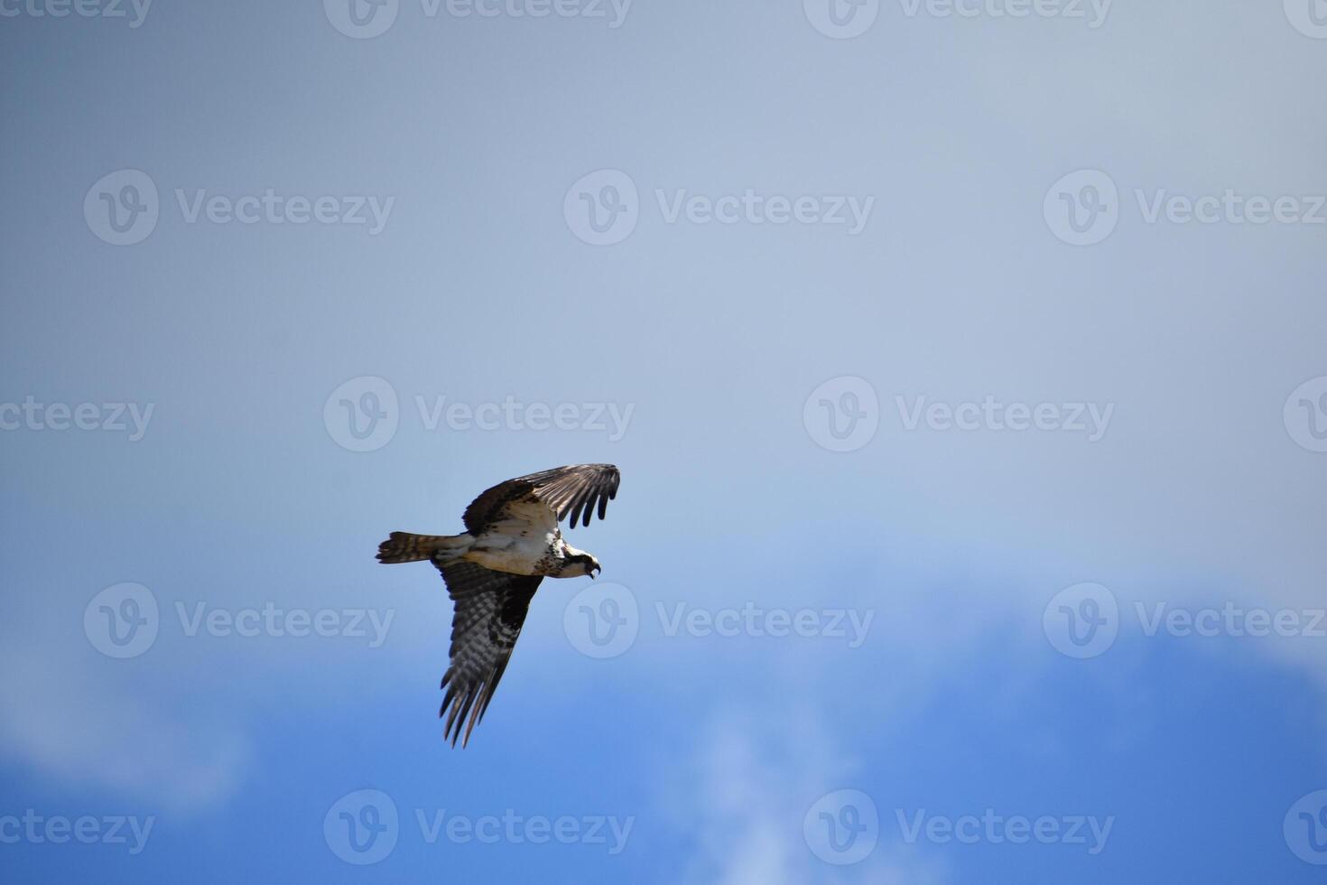 Feathers Ruffled on the Wings of an Osprey photo