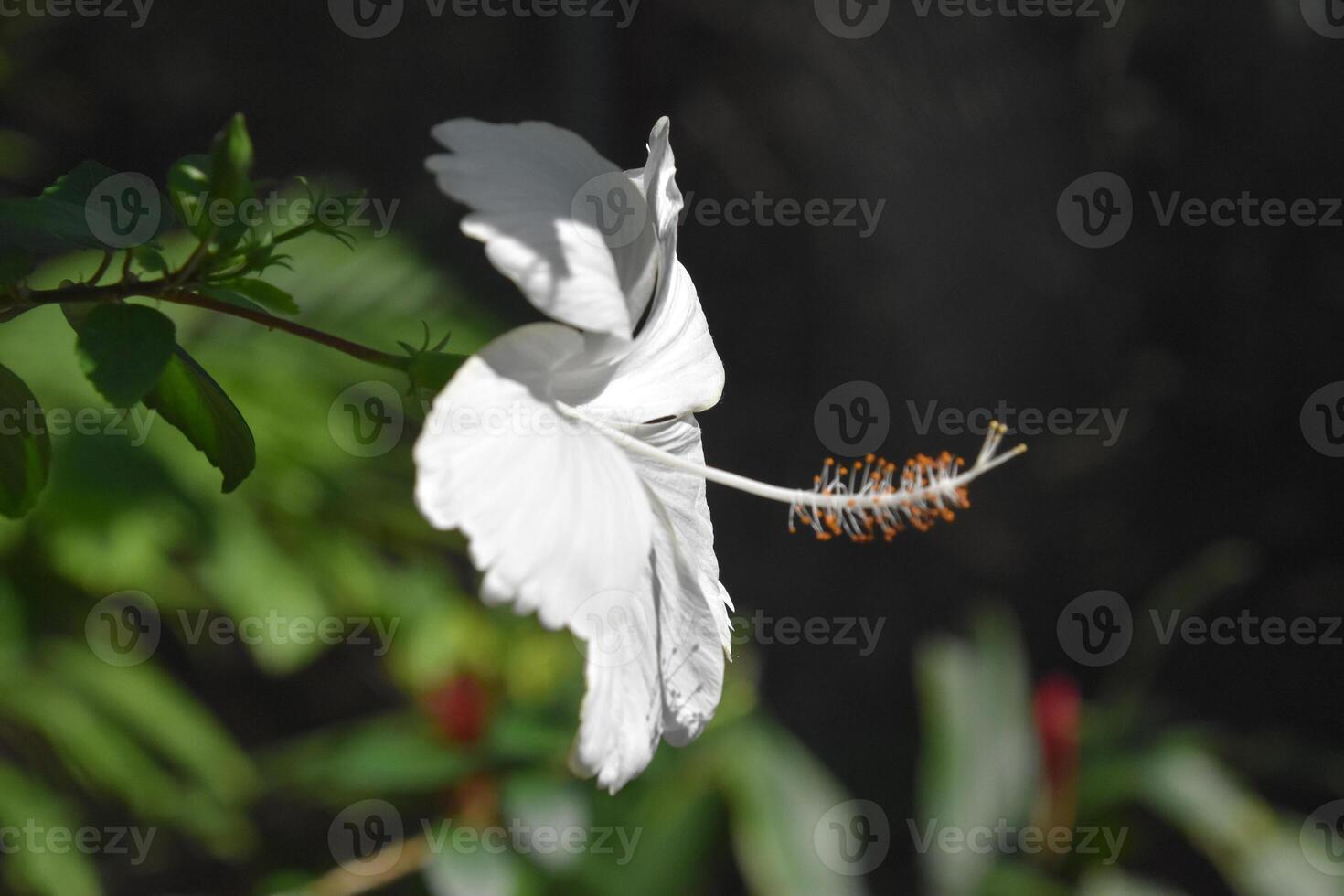 Brilliant Paper White Hibiscus Flower in Bloom photo