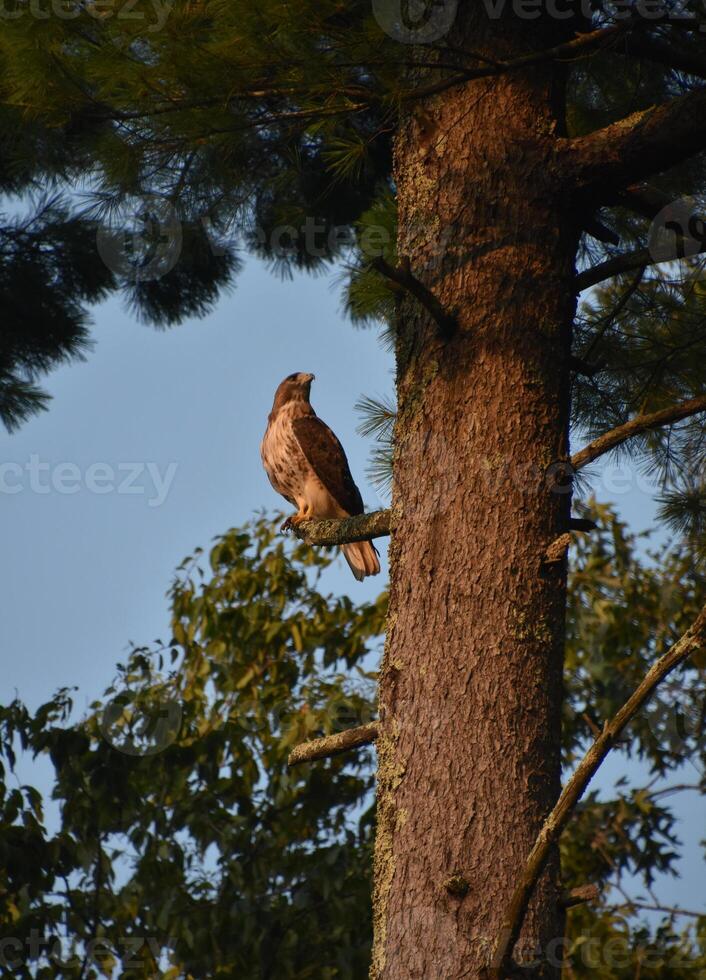 Beautiful Falcon in a Tree in the Summer photo