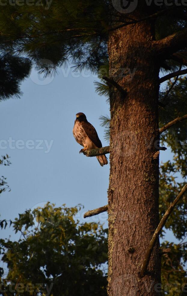 View of a Falcon on a Tree Limb photo