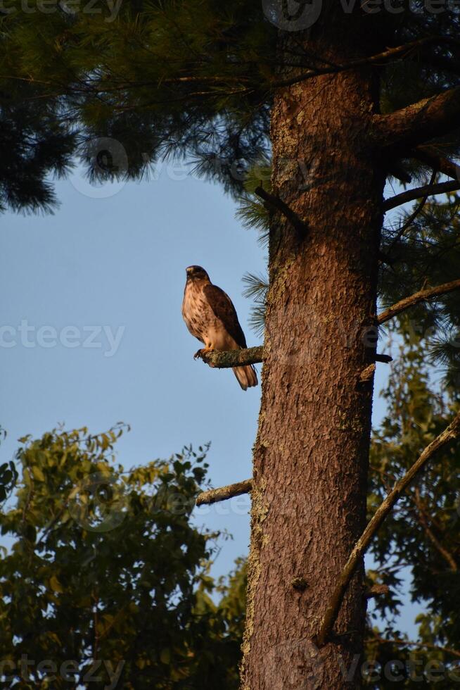 Amazing Falcon Sitting on a Tree Branch photo