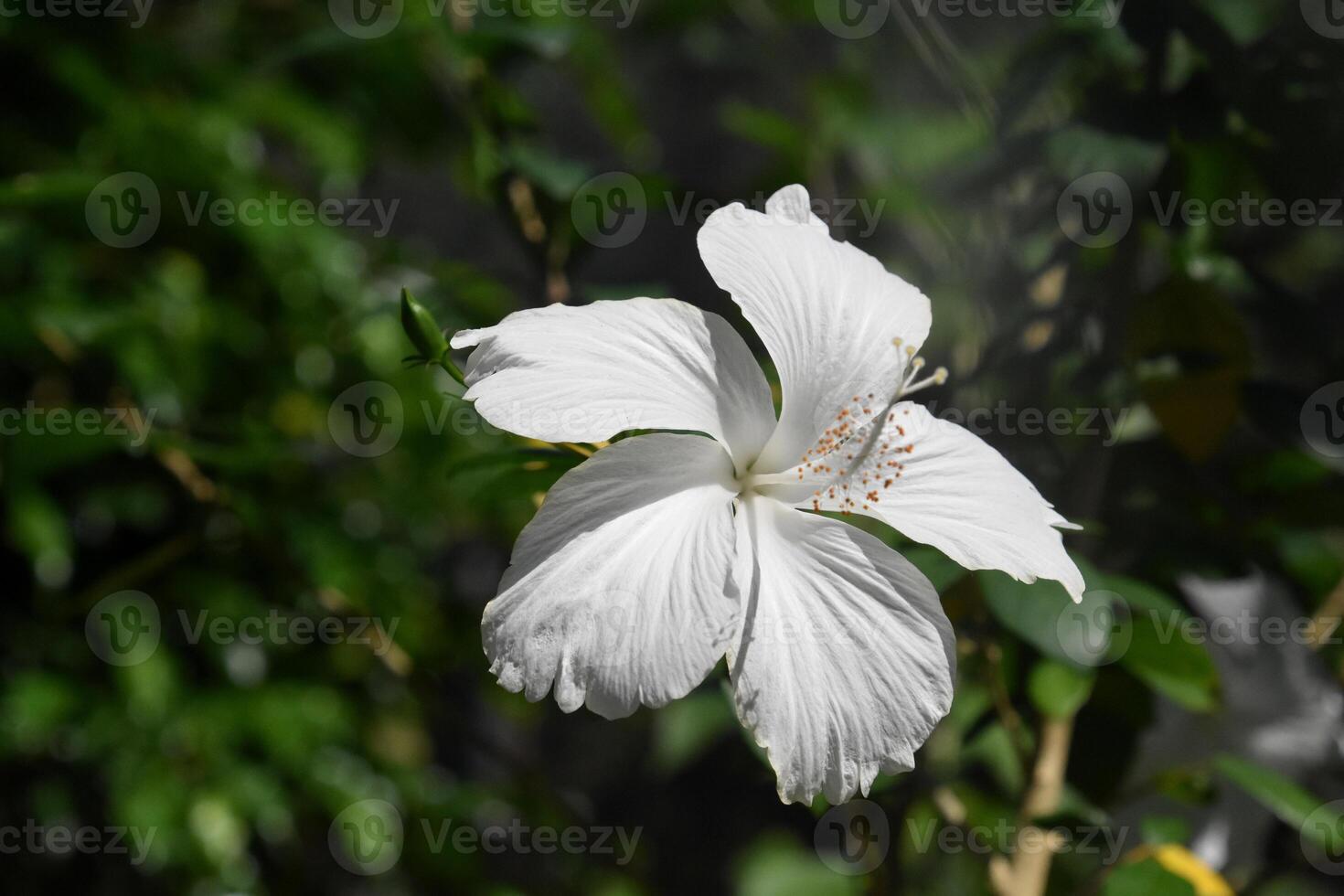 Lovely White Hibiscus Flower Blooming and Flowering photo