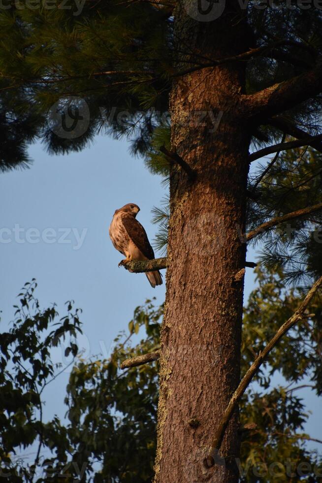 Falcon Looking For Prey from a Tree Top photo