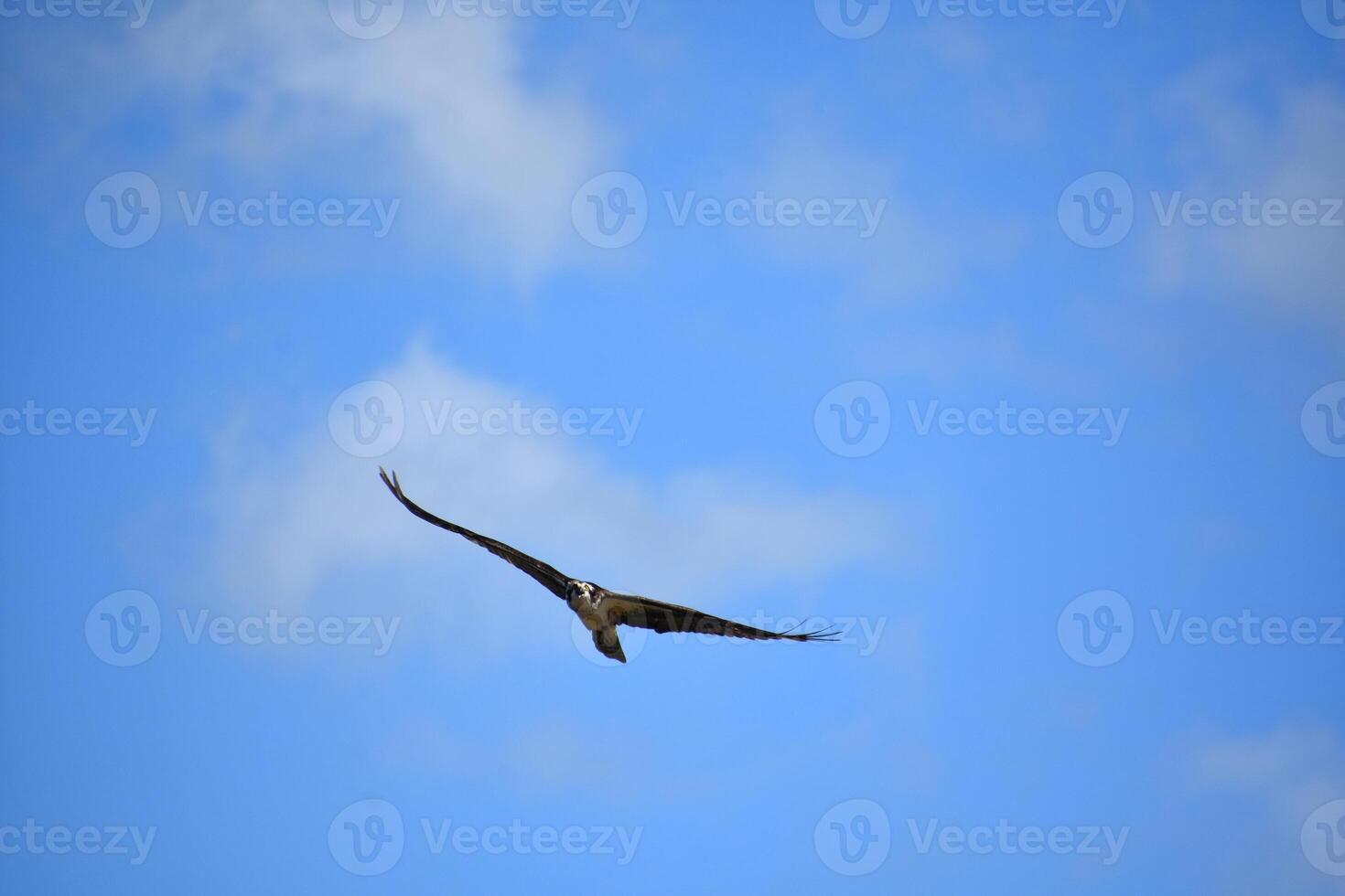 Fish Hawk Hunting from the Skies in Casco Bay photo