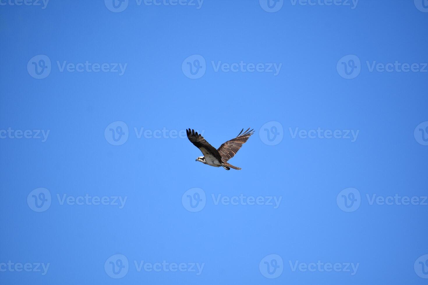 Beautiful Osprey Flying in Bright Blue Skies photo