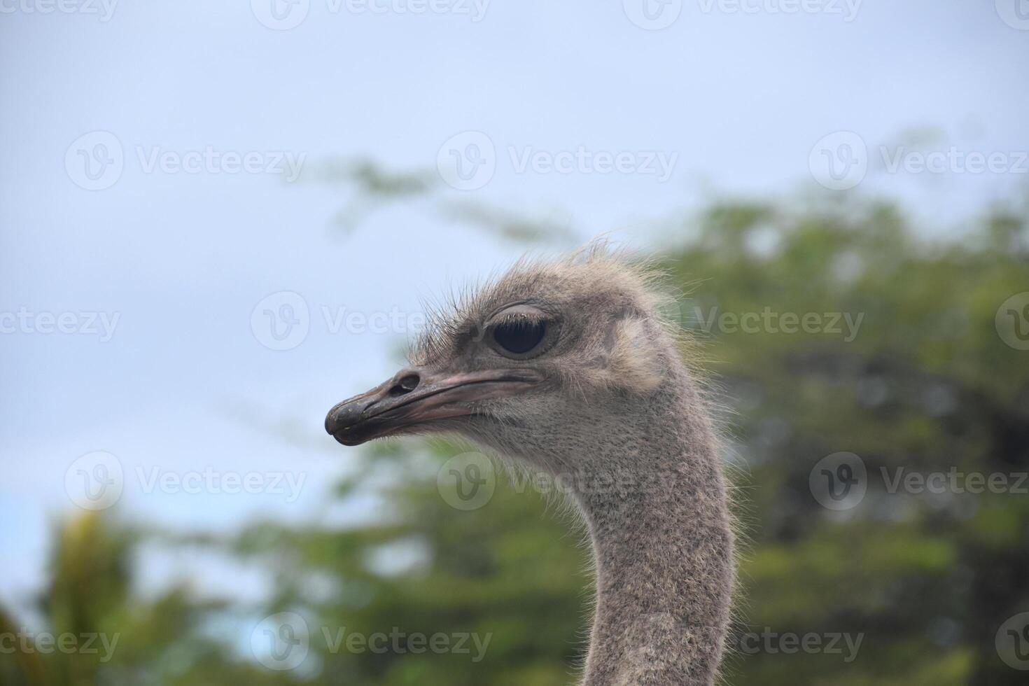 Fantastic View of an Ostrich on a Summer Day photo