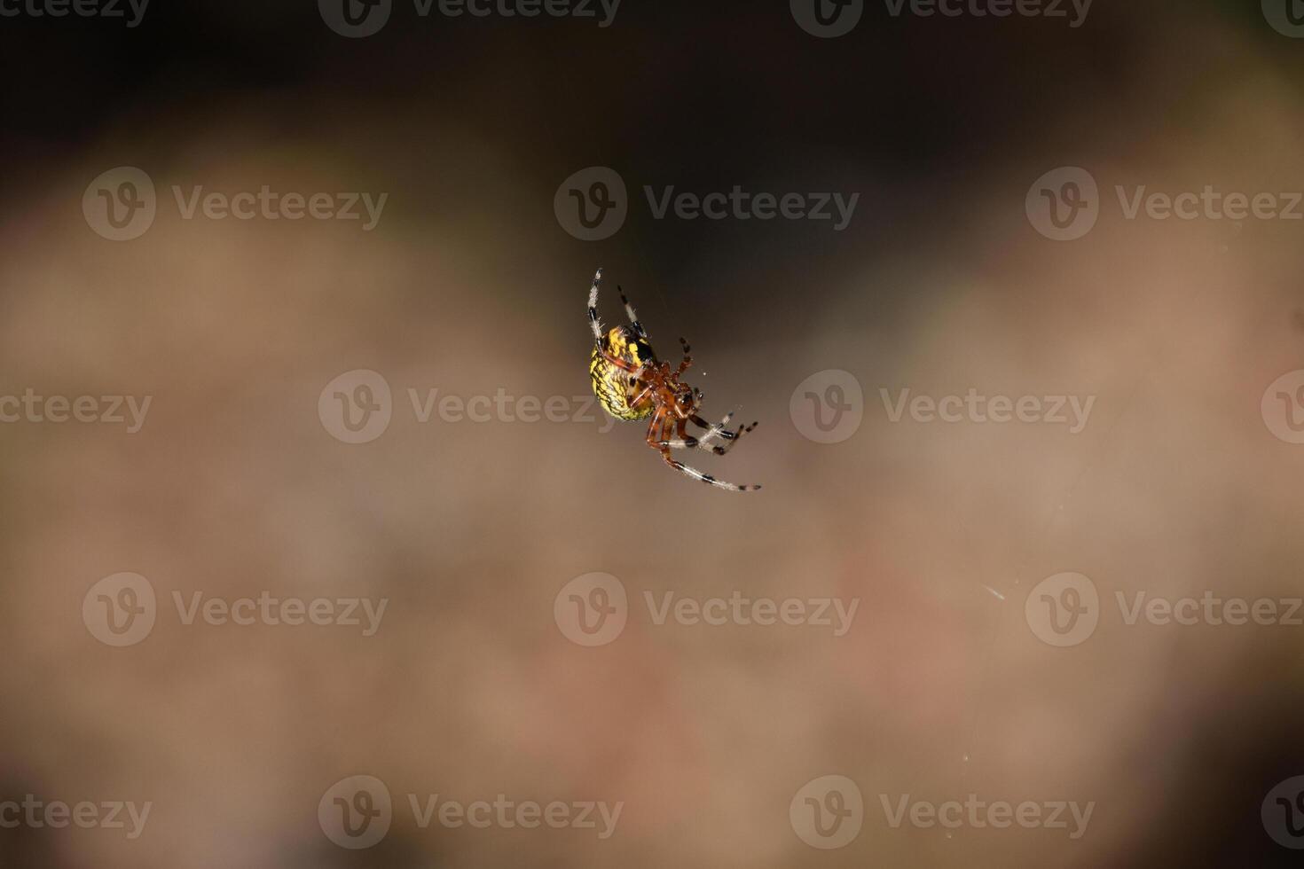 Marbled Orbweaver Spider that Appears Suspended in Air photo