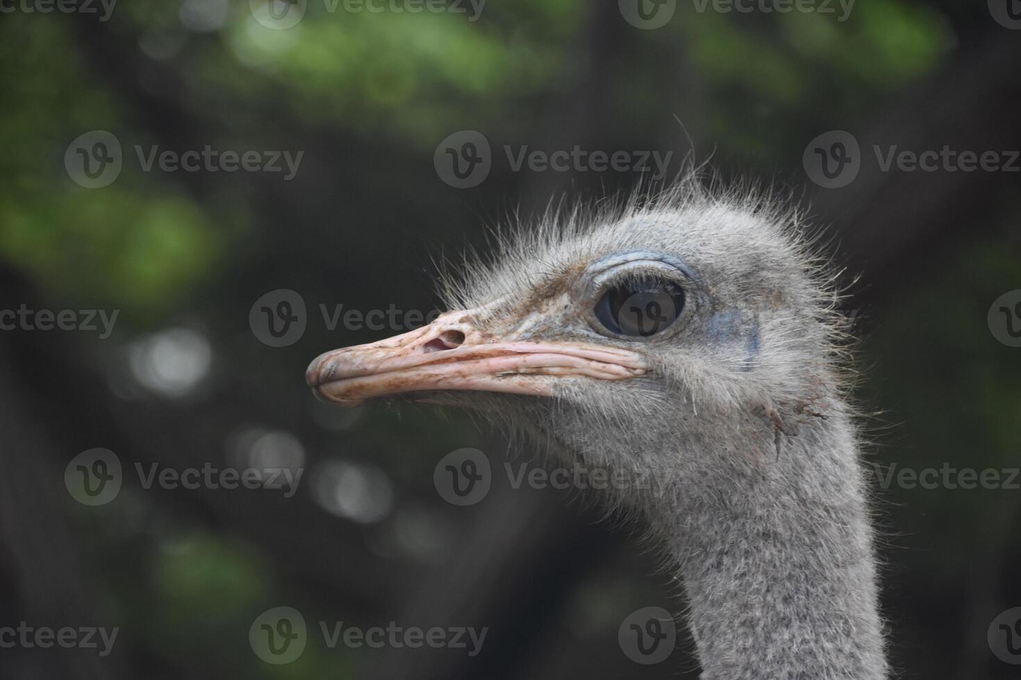 Ostrich Head Profile with a Pink Bill in the Wild photo