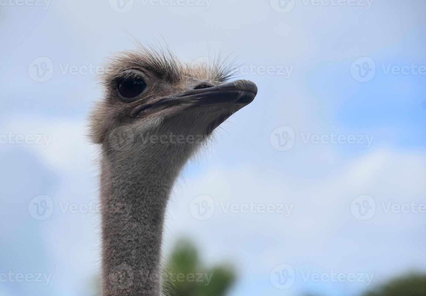 Ostrich with a Long Neck Stretching to the Sky photo