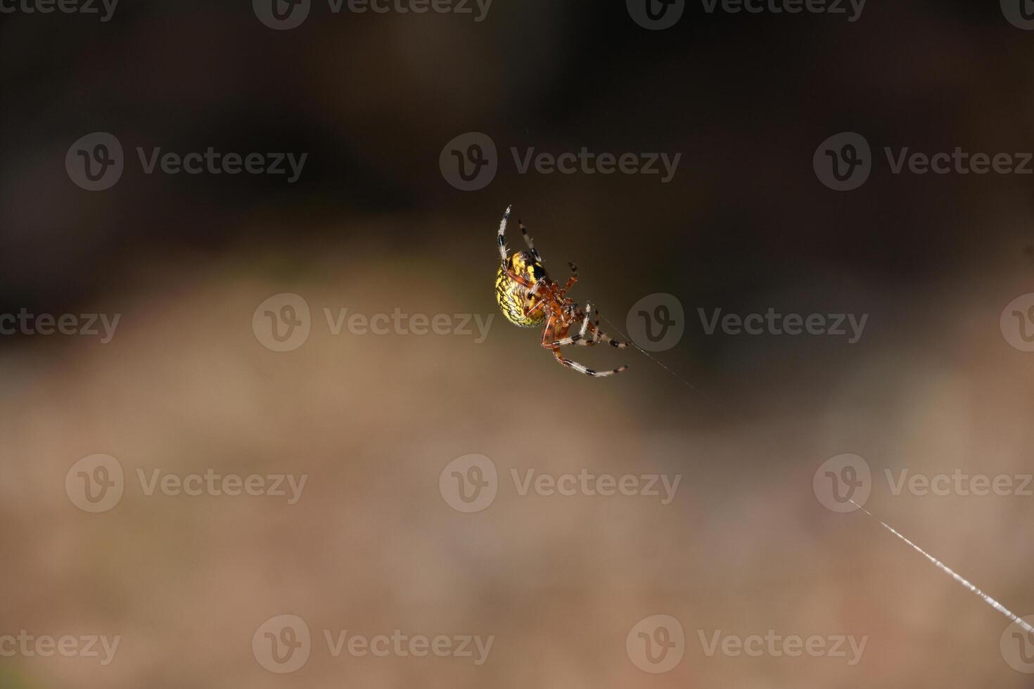 Patterned Marble Orbweaver Spider on a Silken Thread photo