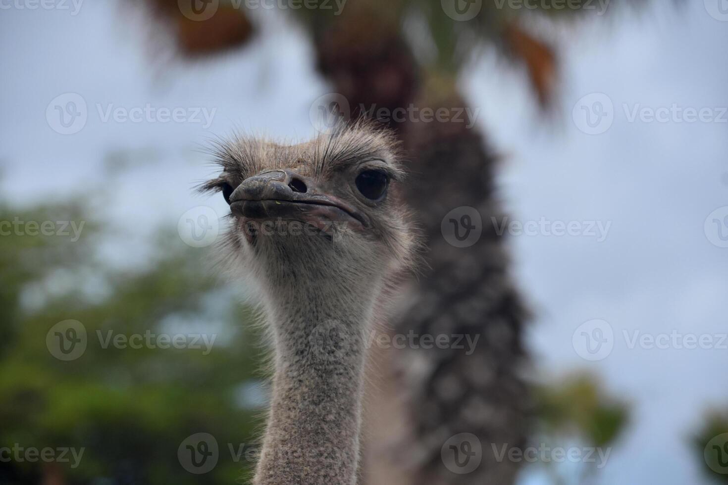 Looking into the Face of an Ostrich photo