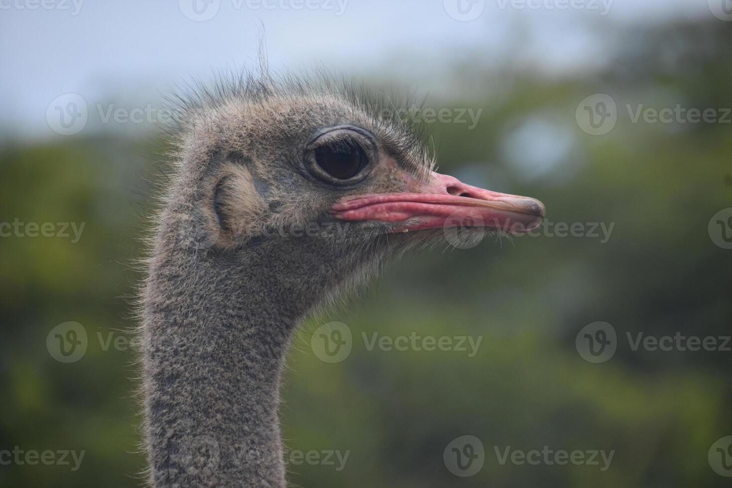 Dark Gray Ostrich with a Long Neck and Red Bill photo