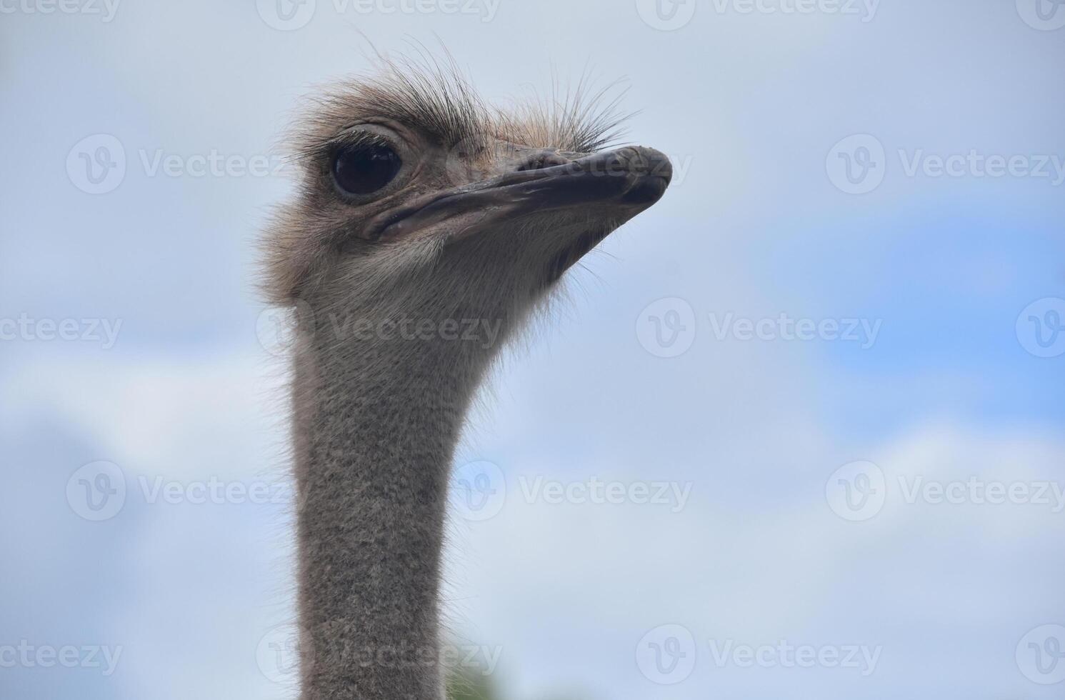 Ostrich with a Long Neck and Blue Skies photo