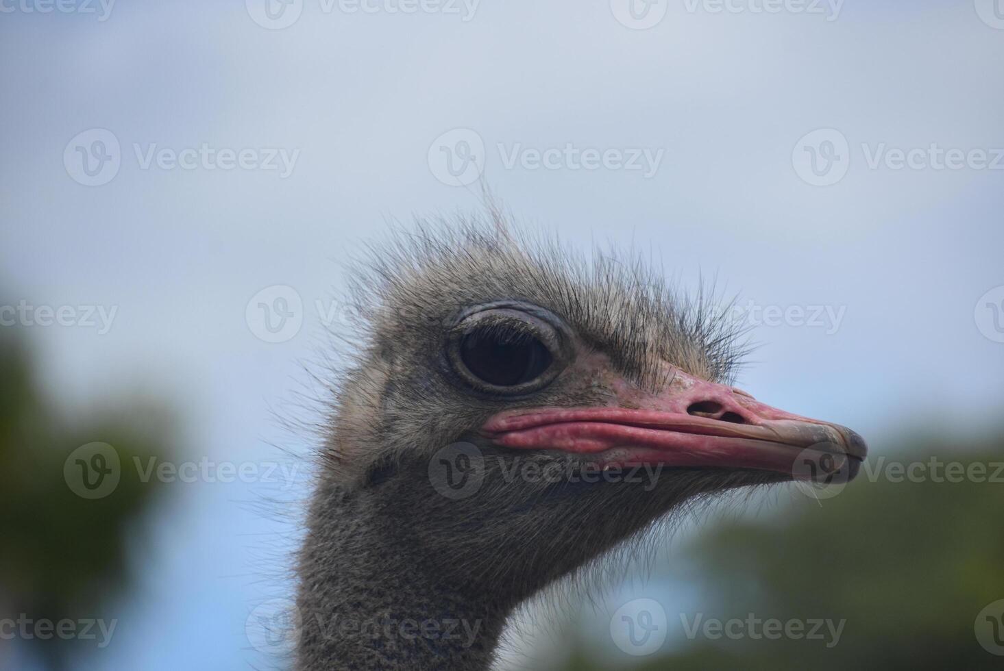 Looking into the Unattractive Face of an Ostrich photo