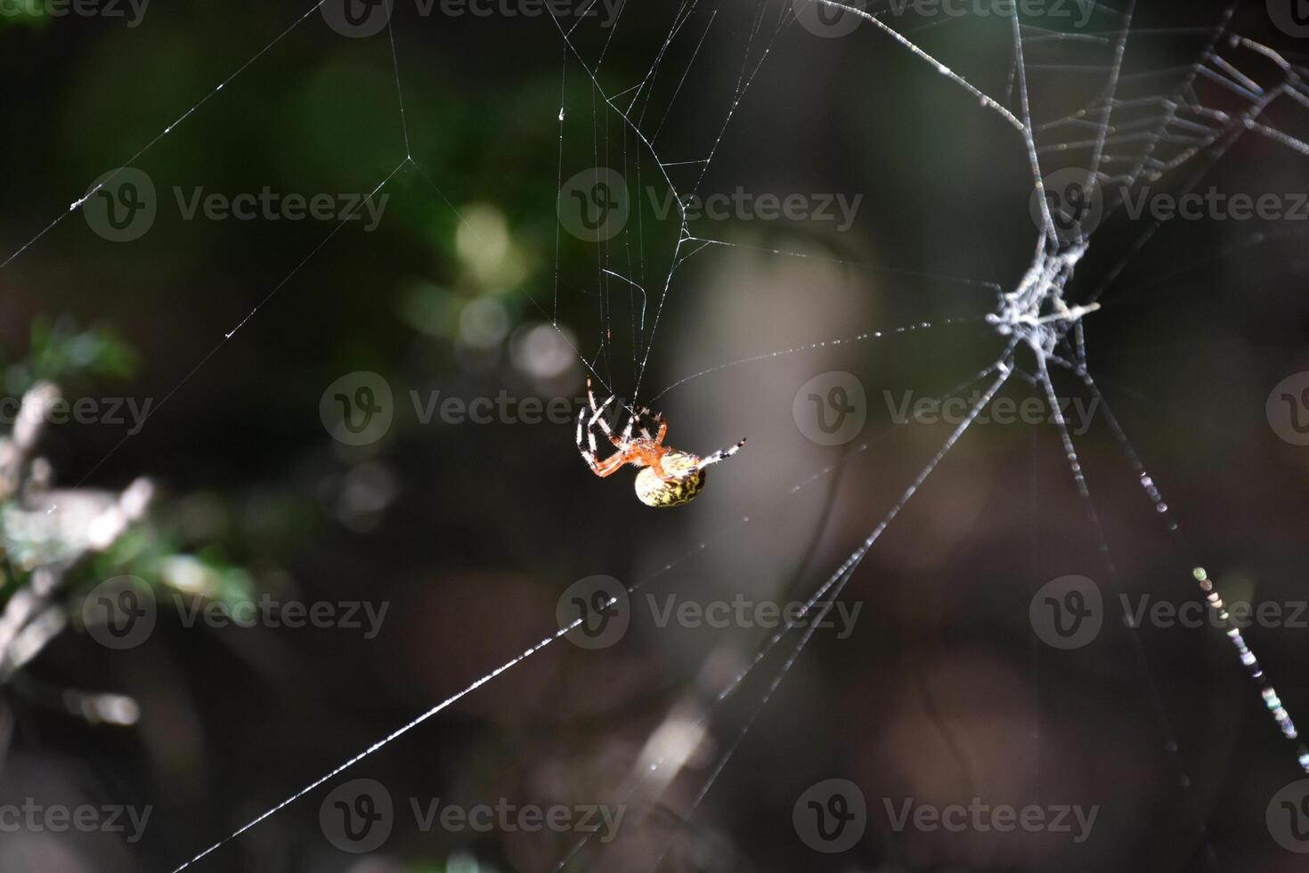 Orbweaver Spider with a Yellow Patterned Abdomen photo