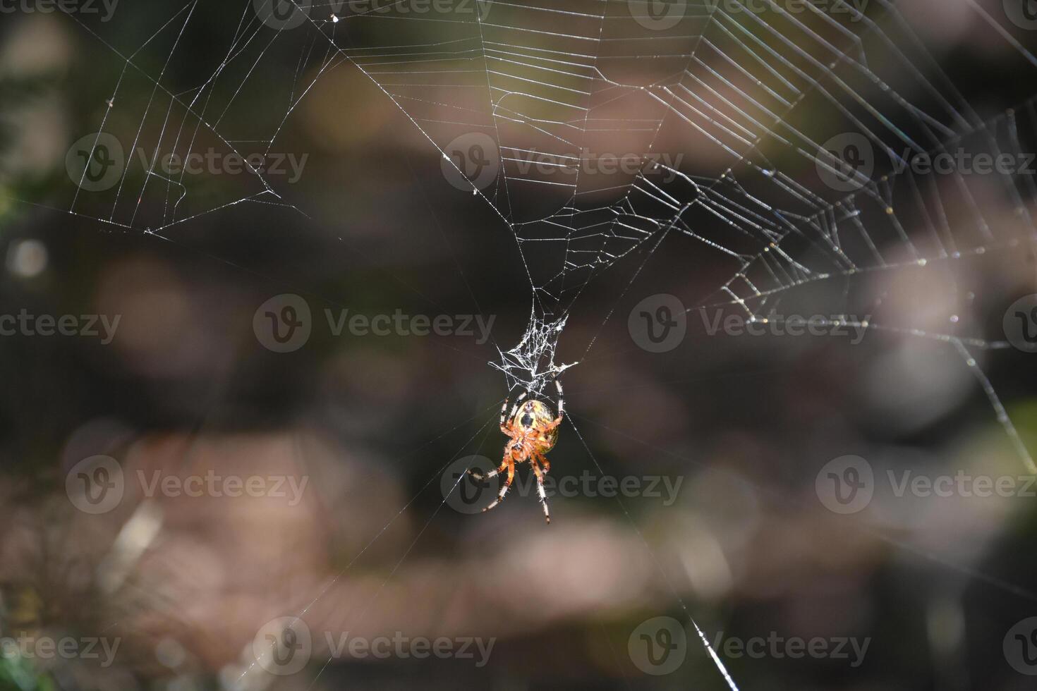 Underside View of an Orbweaver Spiders Abdomen photo