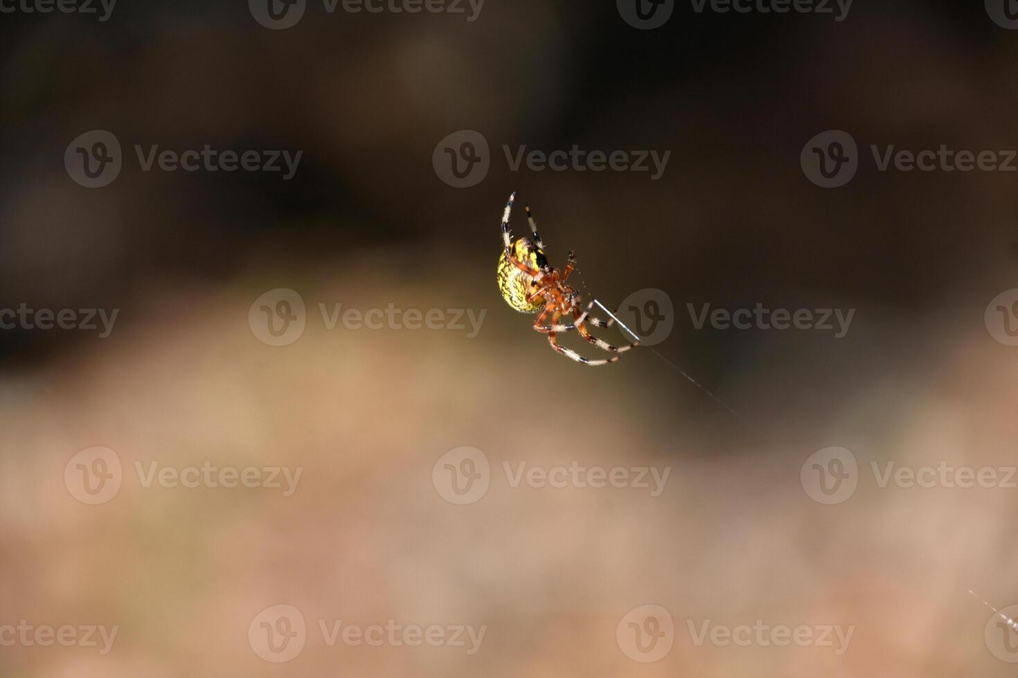 Marbled Orb Weaver Spider on a Silken Thread photo