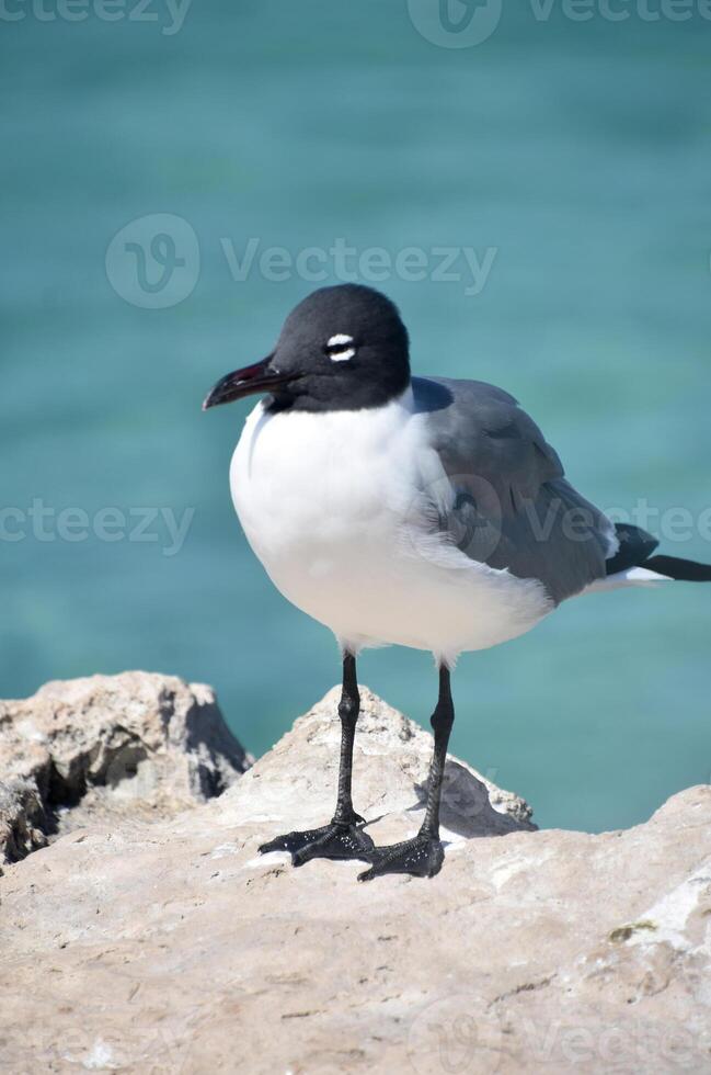 Laughing Gull Standing on Rock Above the Ocean photo