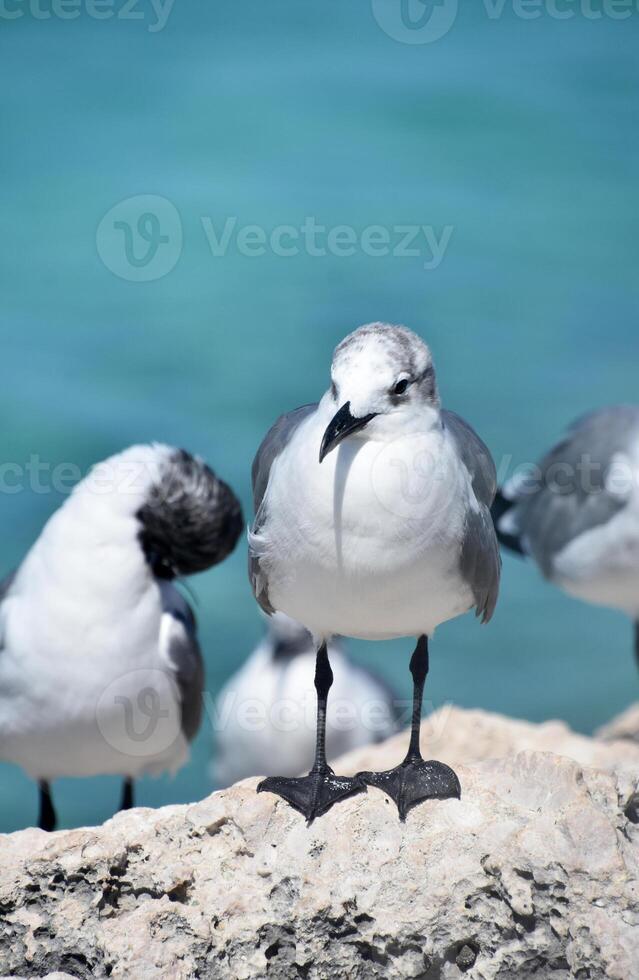 Laughing Gulls Perched on a Rock Above the Ocean photo