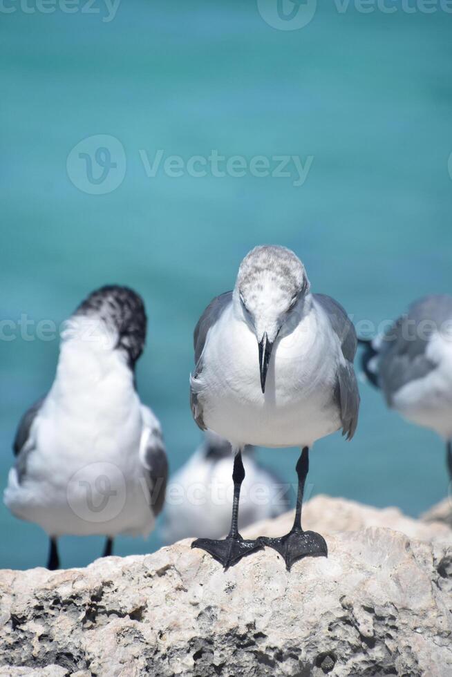 Laughing Gull with his Head Down in Aruba photo
