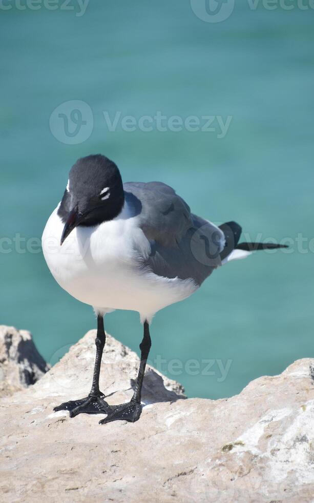 Solitary Laughing Gull Standing on Top a Rock photo