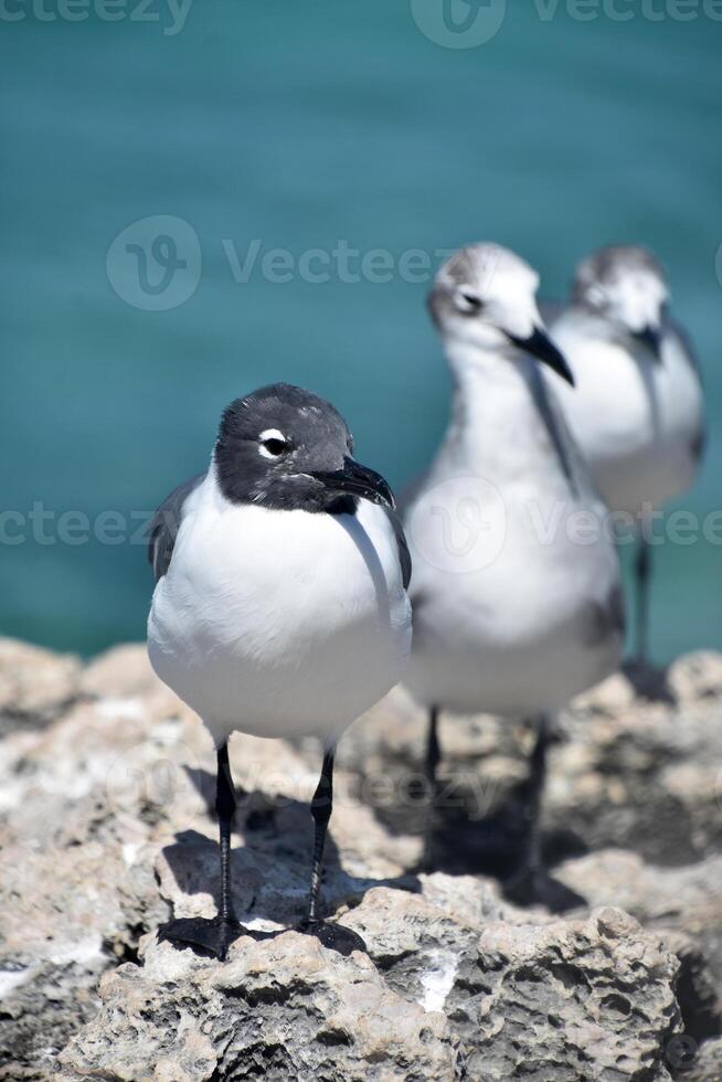 Laughing Gull with a Black Head on a Rock photo