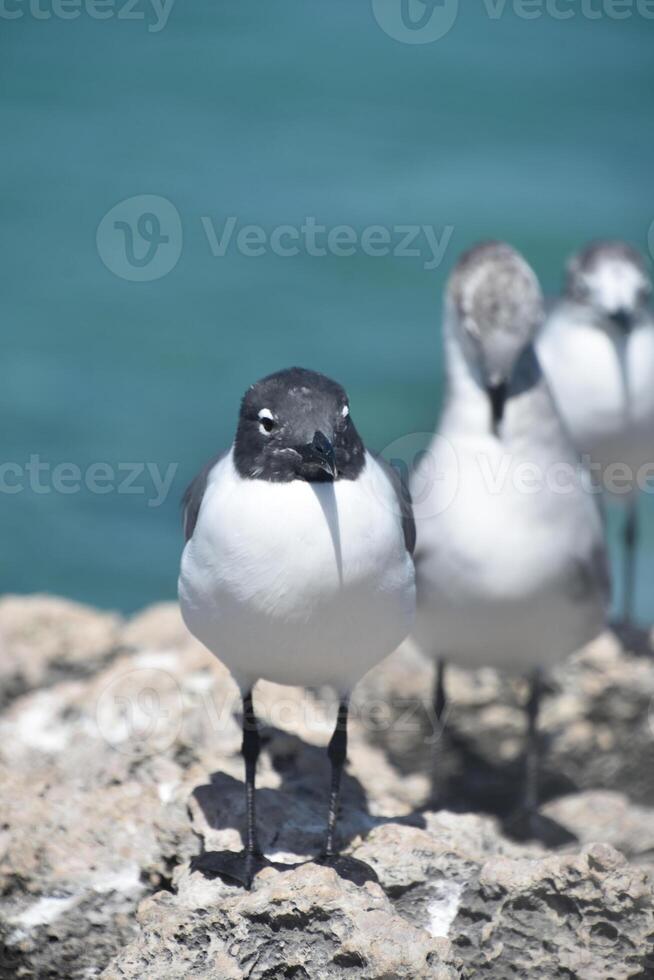 Laughing Gull on a Rock Above the Water photo
