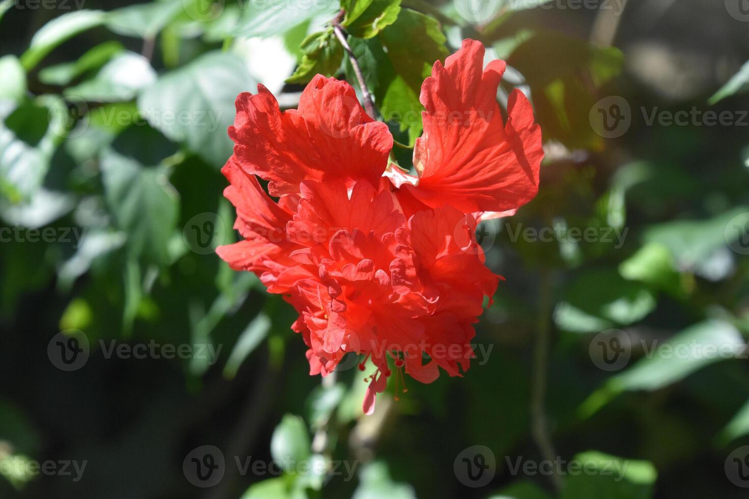 Beautiful Flowering and Blooming Double Red Hibiscus photo