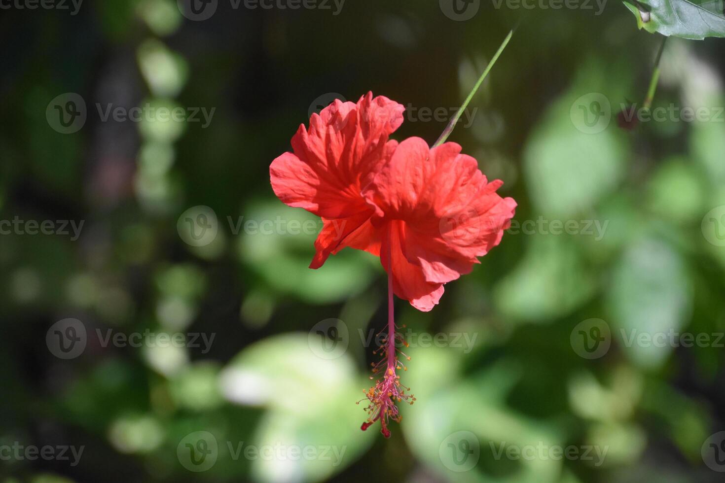 Exotic Red Tropical Hibiscus Blossom Flowering photo