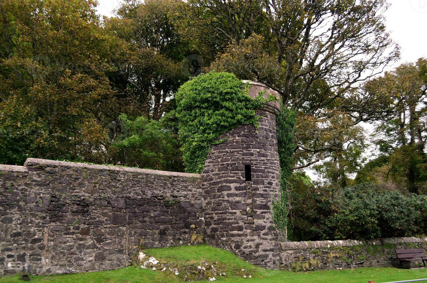 Vines Growing Along the Ruins of Dunollie Castle photo