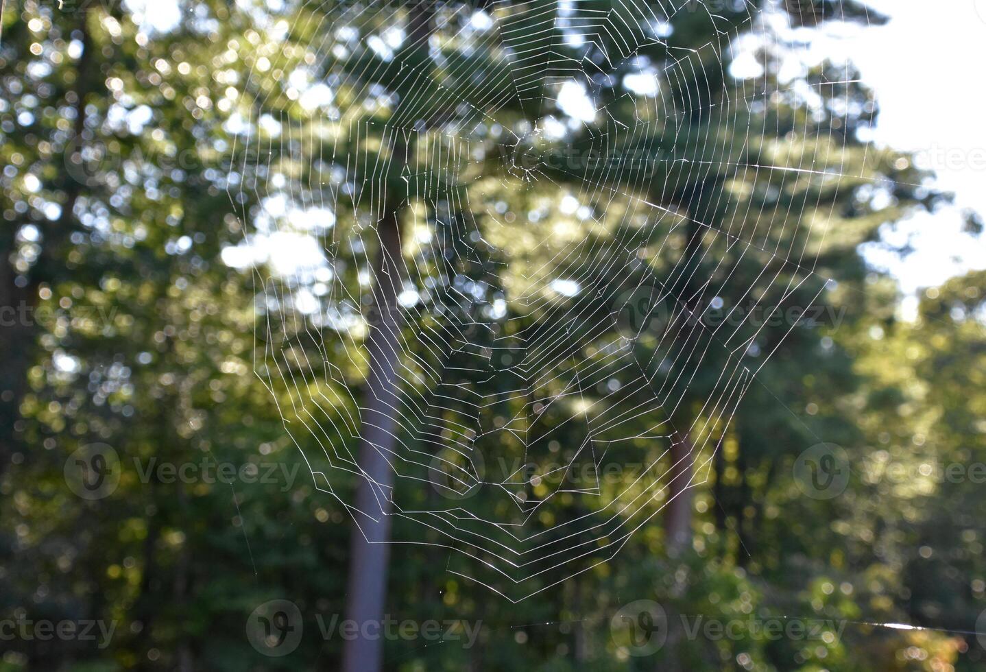 Close Up of a Woven Spider Web photo