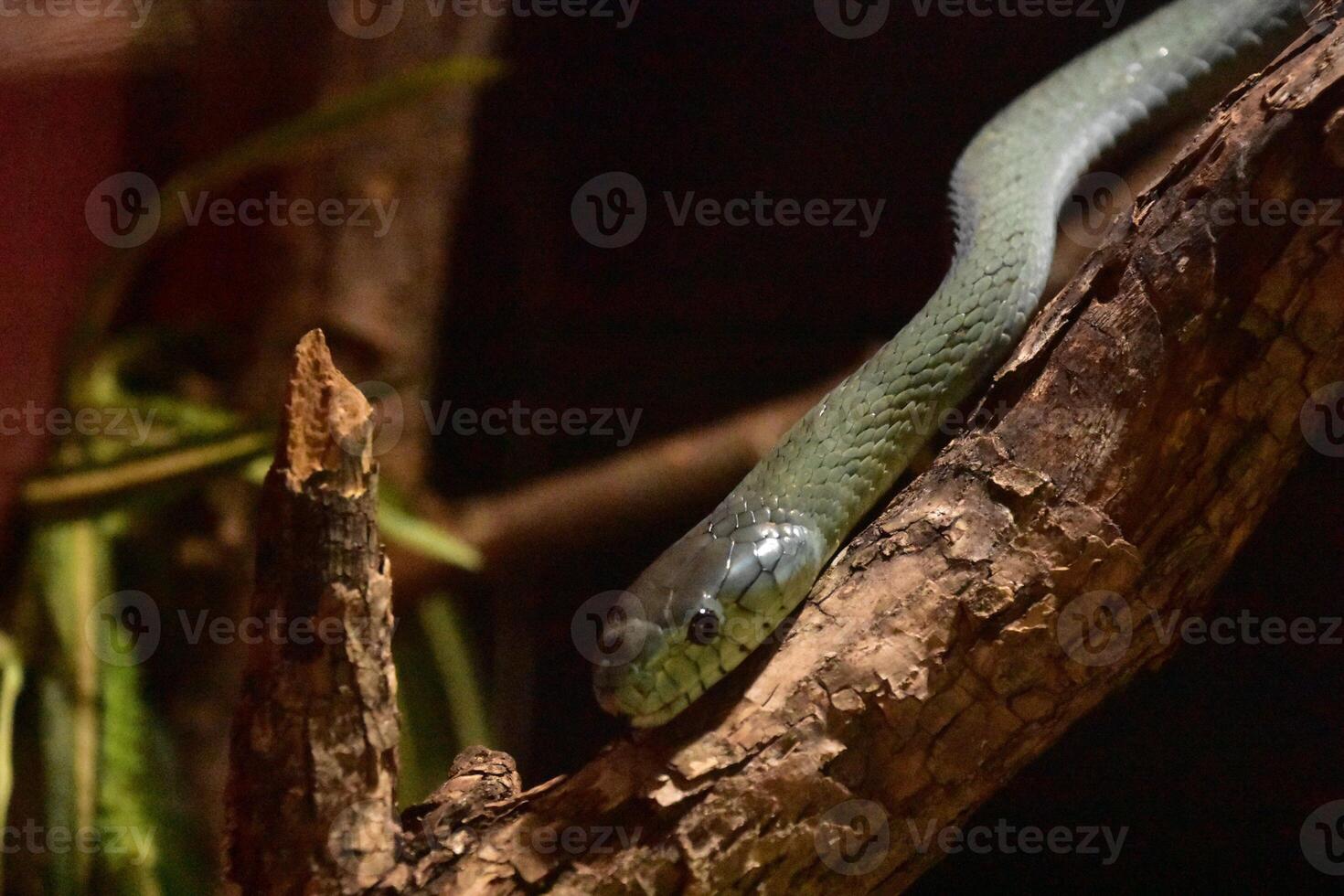 Deadly Green Mamba Snake in a Tree photo