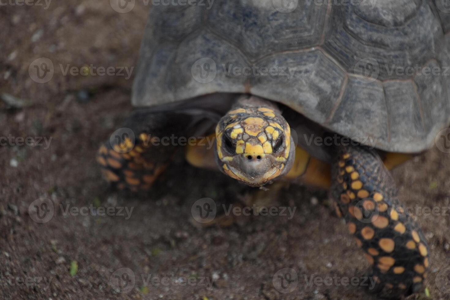 Looking into the Face of an Eastern Box Turtle photo