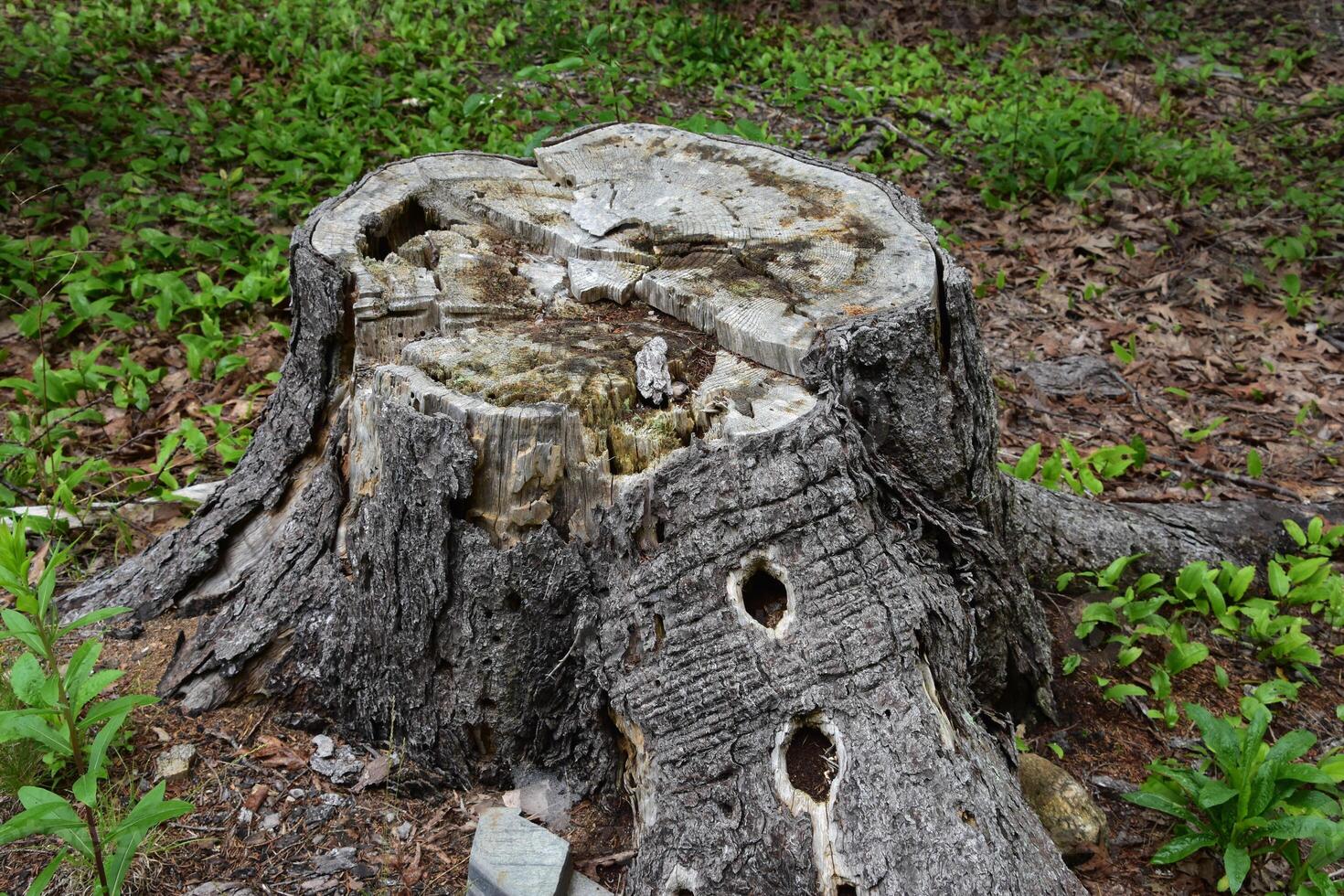Tree Stump with Holes from Woodpeckers in the Bark photo