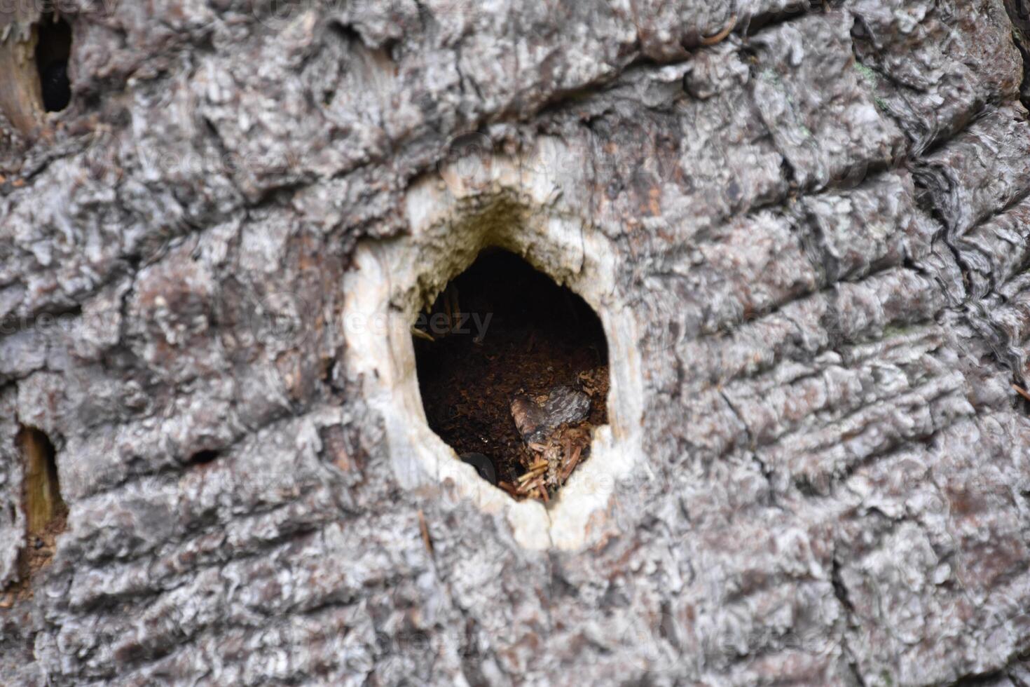 Hole Made by a Woodpecker in the Tree Bark photo