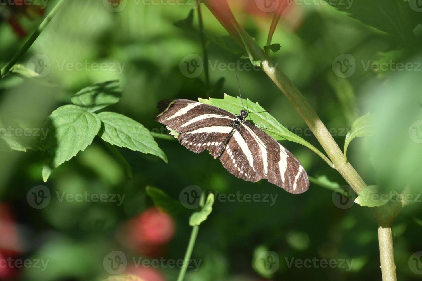 Striped Zebra Butterfly with Wings Extended Open photo